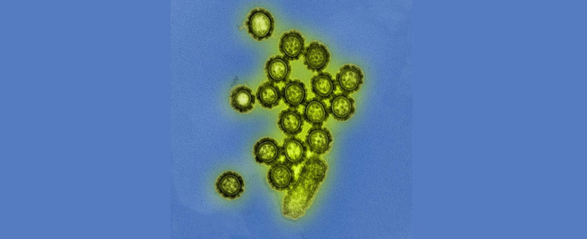 La interrupción del microbioma intestinal puede afectar algunas respuestas inmunes a la vacuna contra la gripe